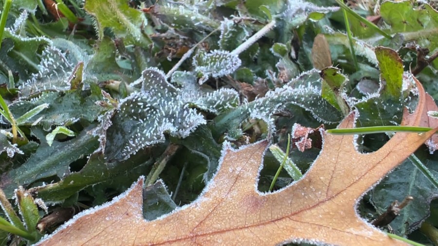is-our-1st-freeze-late-this-year?