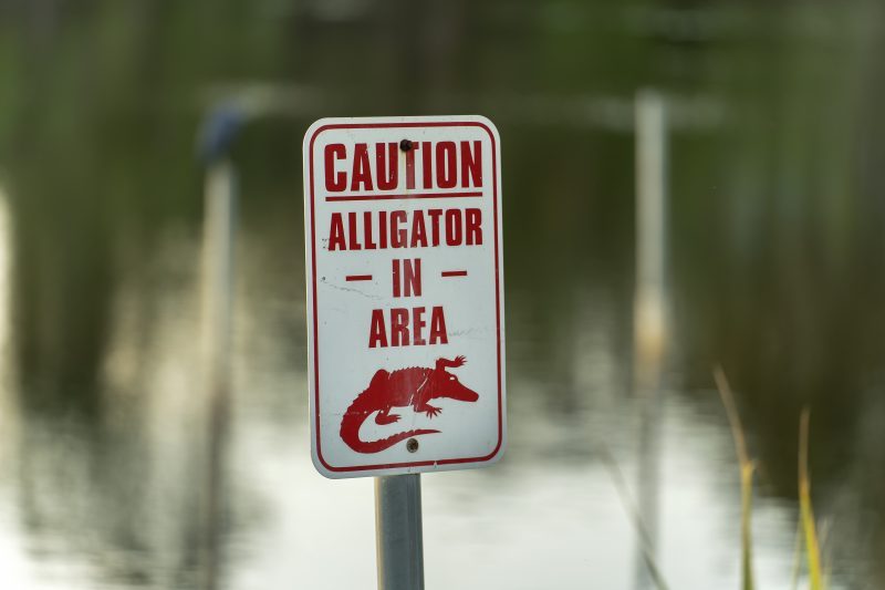alligator-kills-71-year-old-fisherman-in-florida