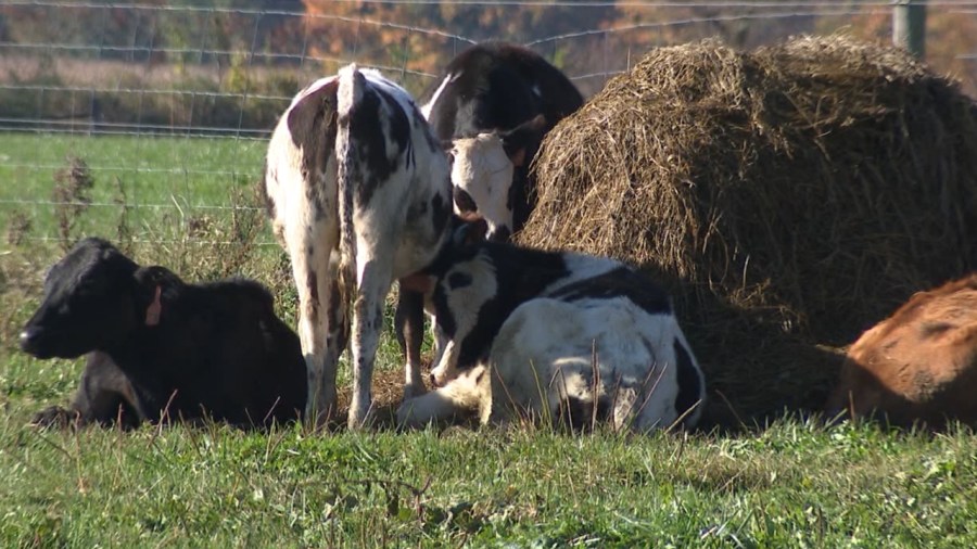 greenville-workshop-for-dairy-farmers-aims-to-boost-milk-quality
