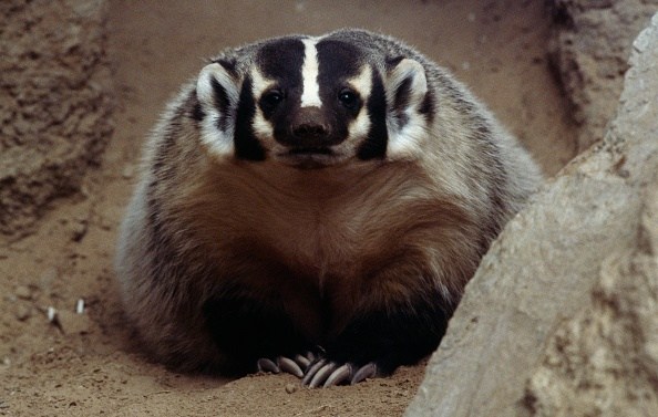 rarely-seen-animal-spotted-in-northeast-ohio