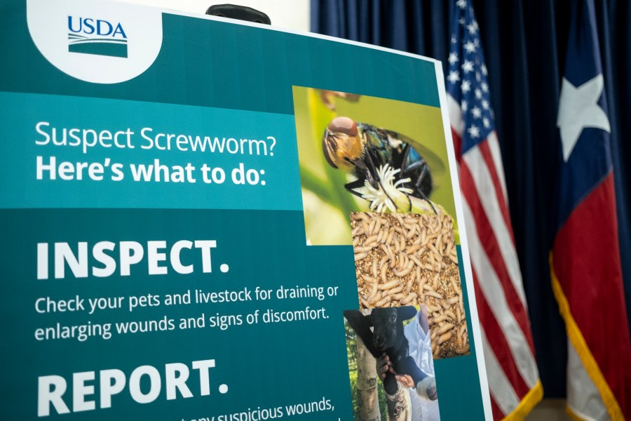 new-mexico-confirms-new-case-of-screwworm-in-beef-cow