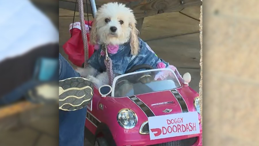 puppies-take-over-boardman-park-for-spooktacular-parade