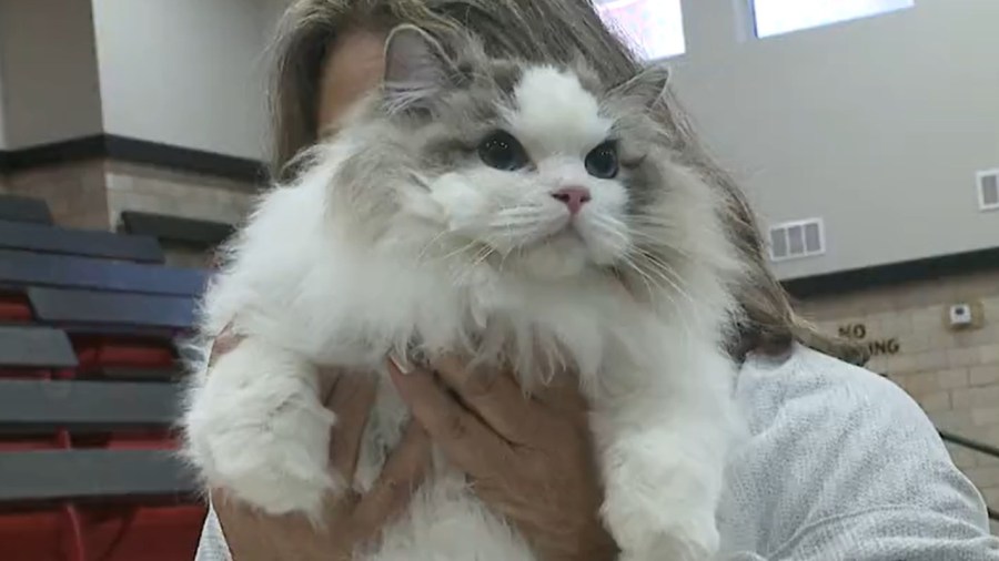 adoptable-cats-strut-their-stuff-at-charity-cat-show-in-girard