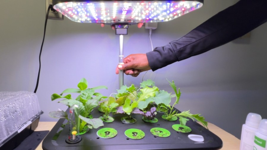 how-to-grow-your-own-fresh-produce-year-round